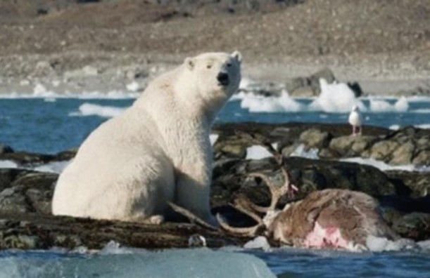 Clip: G&#x1EA5;u B&#x1EAF;c C&#x1EF1;c phi c&#x1EA3; ng&#x1B0;&#x1EDD;i xu&#x1ED1;ng n&#x1B0;&#x1EDB;c &#x111;&#x1EC3; s&#x103;n tu&#x1EA7;n l&#x1ED9;c v&#xE0; th&#x1EF1;c tr&#x1EA1;ng &#x111;&#xE1;ng bu&#x1ED3;n &#x111;&#x1EB1;ng sau &#x111;&#xF3;