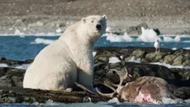 Clip: Gấu Bắc Cực phi cả người xuống nước để săn tuần lộc và thực trạng đáng buồn đằng sau đó