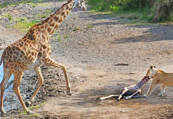 Clip: Trận chiến tranh giành sự sống cho đứa con vừa mới sinh giữa hươu cao cổ và sư tử