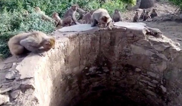 Clip: Dẹp qua ân oán, đàn khỉ góp phần cứu sống báo hoa mai một mạng