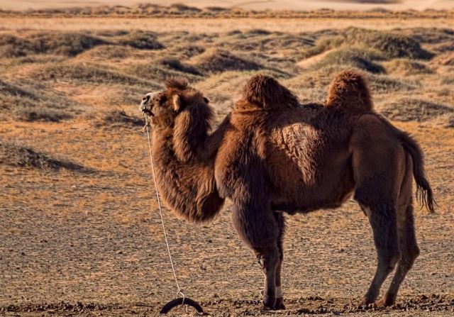 Nếu bướu lạc đà không chứa nước thì bên trong đó có gì? 1 con trưởng thành sẽ có đến 36kg chất này!