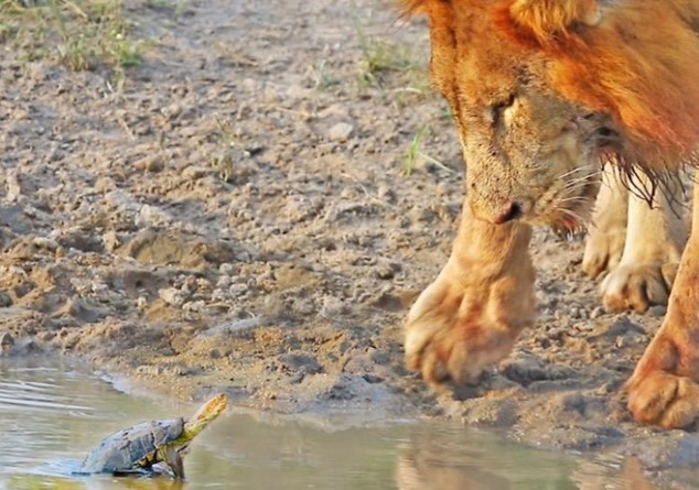 Clip: Chú rùa nhỏ đuổi cặp sư tử khỏi lãnh thổ