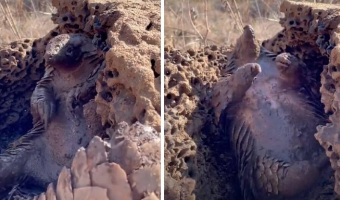 Clip: "Phê" như con tê tê tắm bùn