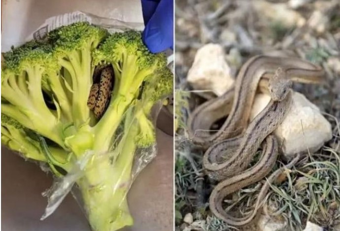 Mua túi rau từ siêu thị, người đàn ông không ngờ mang được nguyên một con rắn còn sống về nhà