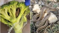 Mua túi rau từ siêu thị, người đàn ông không ngờ mang được nguyên một con rắn còn sống về nhà