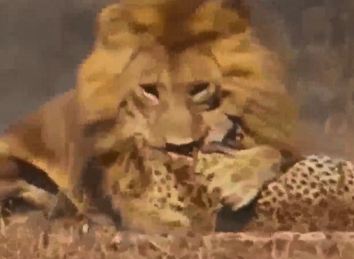 Clip: Sư tử, báo đốm đại chiến "nảy lửa" tranh giành con mồi