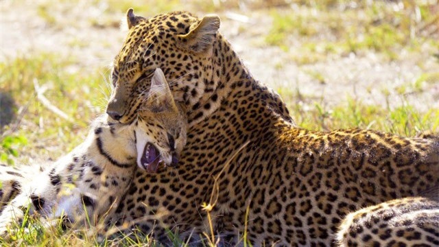 Con linh miêu đồng cỏ không có cơ hội phản kháng trong miệng của báo hoa mai.