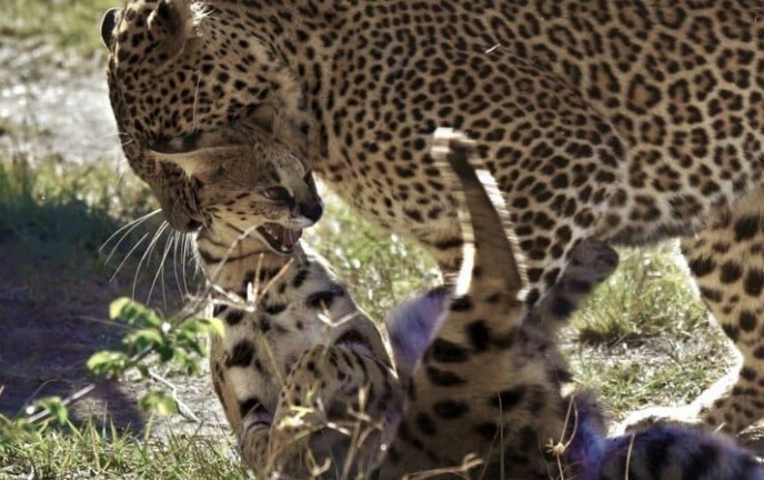 Clip: Khi mà báo hoa mai trừng phạt đối thủ: Lạnh lùng, tàn nhẫn và chuẩn xác