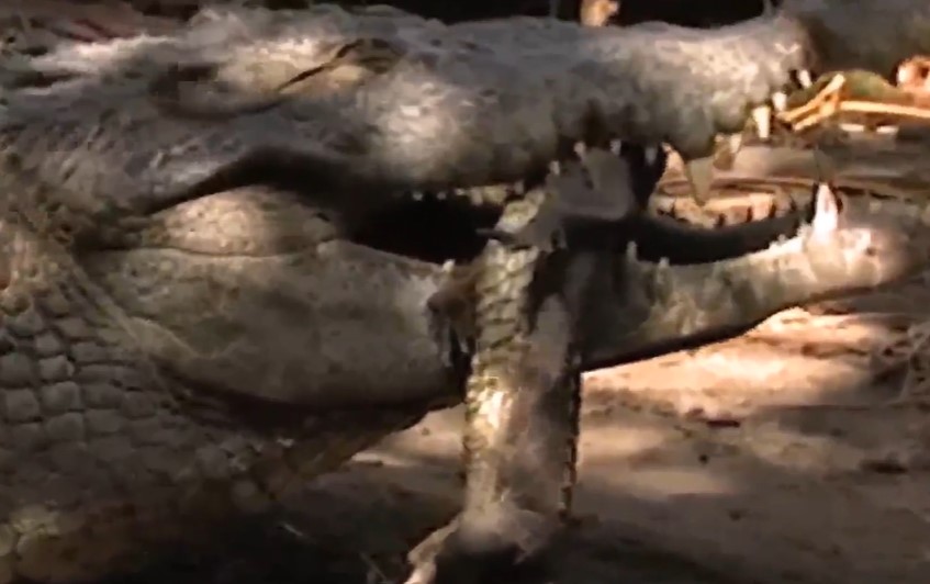 Clip: Cá sấu hung dữ tấn công gây khiếp sợ cho cả... đồng loại