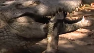 Clip: Cá sấu hung dữ tấn công gây khiếp sợ cho cả... đồng loại