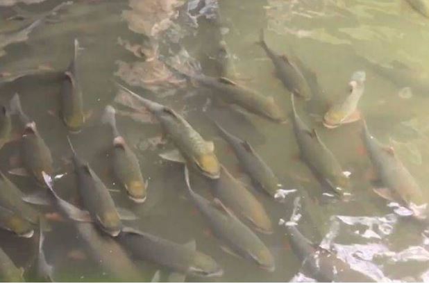 Đặc sản hiếm có trước để tiến vua ở Yên Bái, nay dân thành phố "săn lùng" vì ngon và bổ, giá vô cùng đắt đỏ