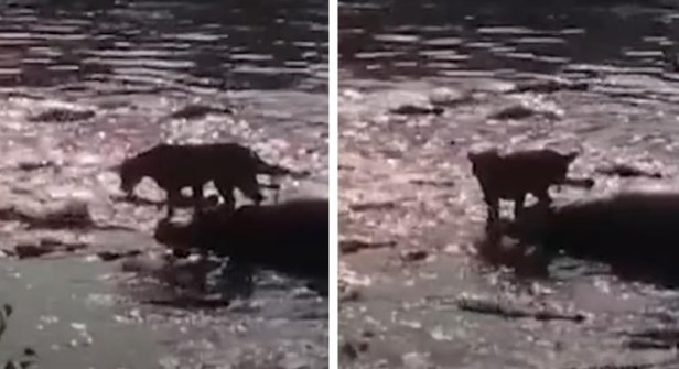 Clip: Bị vây quanh bởi hơn 40 con cá sấu hung dữ, Vua sư tử vẫn ung dung tìm ra con đường thoát thân đầy ngoạn mục