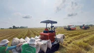Doanh nghiệp phản hồi về việc áp dụng giá sàn trong xuất khẩu gạo