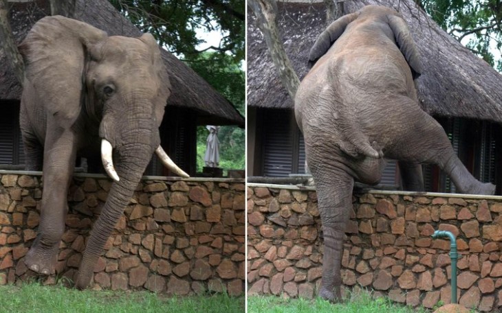 Clip: Như một Ninja, đàn voi phi thân qua những bức tường của khu resort để trộm xoài