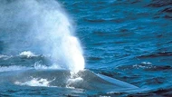 Cá voi rõ ràng là động vật có vú, chúng sẽ chết nếu không thở, vậy làm sao chúng ngủ dưới biển?
