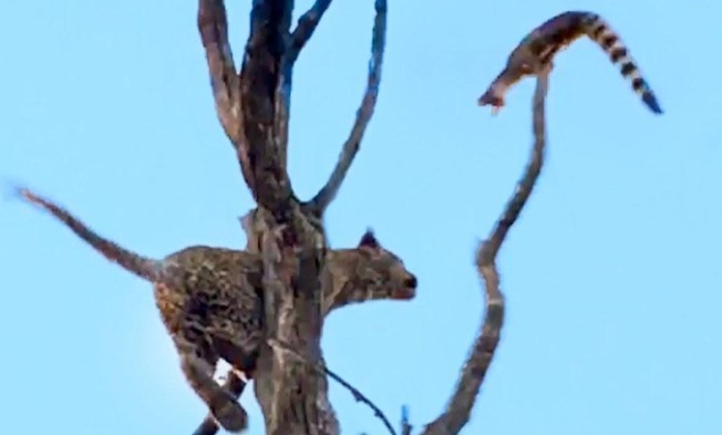 Clip: Màn leo cây săn mồi cực đỉnh của báo hoa mai nhưng cái kết lại "ối dồi ôi"