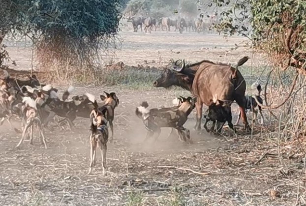 Clip: Đàn chó hoang liều lĩnh đột kích bầy trâu rừng châu Phi hơn trăm con và cái kết hoàn hảo cho chiến thuật săn mồi hợp lý