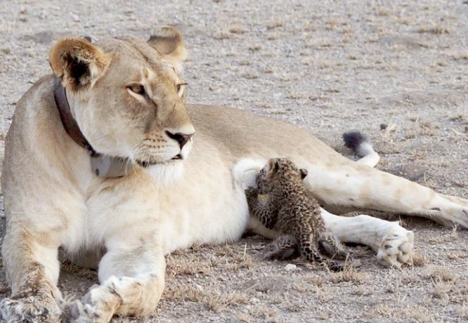 Hiếm thấy: Sư tử cưu mang, chăm sóc báo hoa mai con như một thành viên trong bầy đàn