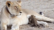 Hiếm thấy: Sư tử cưu mang, chăm sóc báo hoa mai con như một thành viên trong bầy đàn