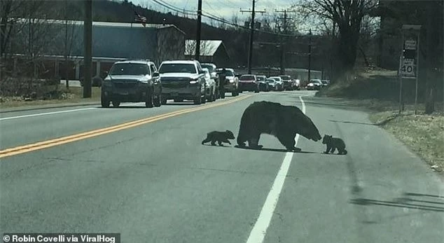 Gấu mẹ "đánh vật" với những đứa con nghịch ngợm của mình.