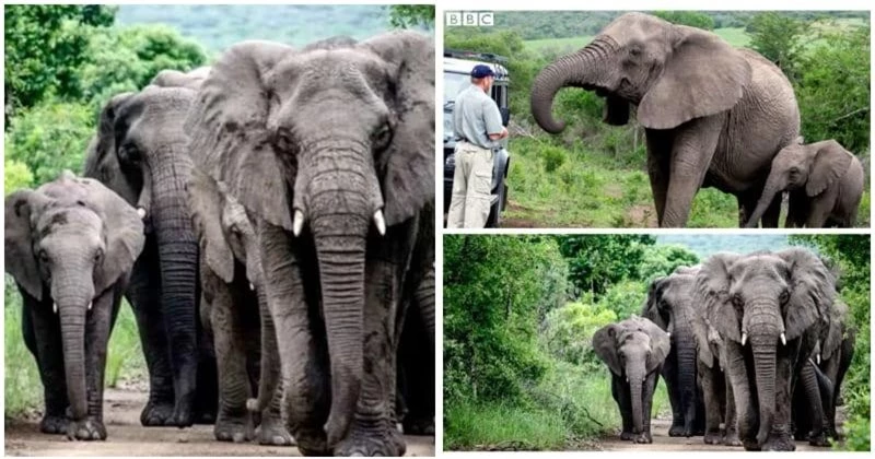 Đàn voi đi bộ hơn 12 tiếng để dự đám tang người đã nuôi dưỡng