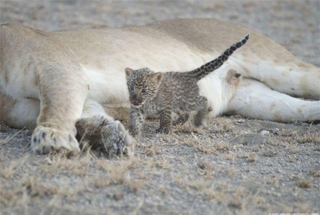 Cảm nhận được tình yêu thương nên con báo hoa mai rất muốn gắn bó với đàn sư tử. Cảm nhận được tình yêu thương nên con báo hoa mai rất muốn gắn bó với đàn sư tử.