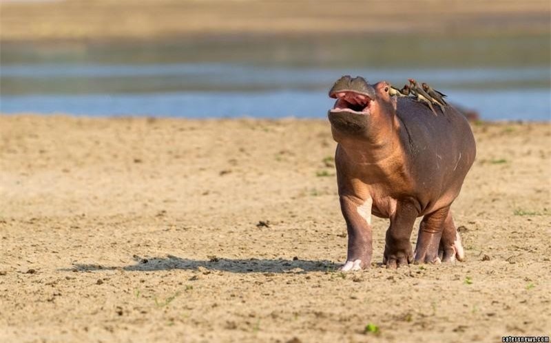 Chú hà mã con khó chịu khi bị những con chim Oxpecker đậu trên lưng. Chú hà mã con khó chịu khi bị những con chim Oxpecker đậu trên lưng.