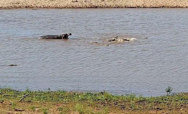 Clip: Rình cả ngày mới săn được mồi, chưa kịp tận hưởng, đàn cá sấu đã bị hà mã cướp ngay trên miệng