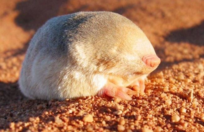 Loài chuột quý hiếm đã biến mất 87 năm xuất hiện trở lại ở Nam Phi: Đi lại mà không cần mắt!