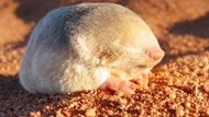 Loài chuột quý hiếm đã biến mất 87 năm xuất hiện trở lại ở Nam Phi: Đi lại mà không cần mắt!
