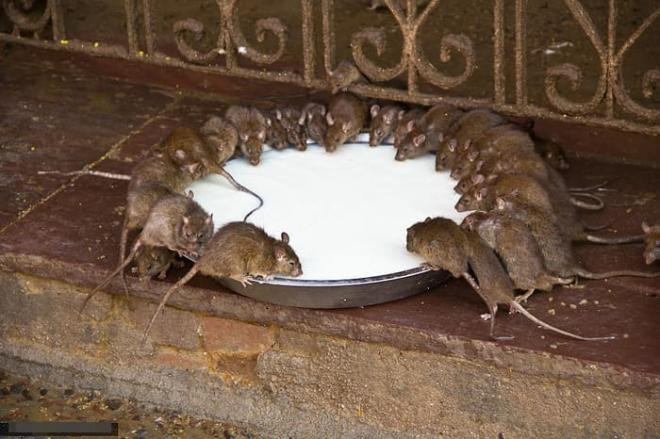 Đừng hoảng sợ nếu có chuột trong nhà! Chỉ cần nửa bát gạo là có thể quét sạch toàn bộ lũ chuột trong nhà, rất an toàn và không độc hại