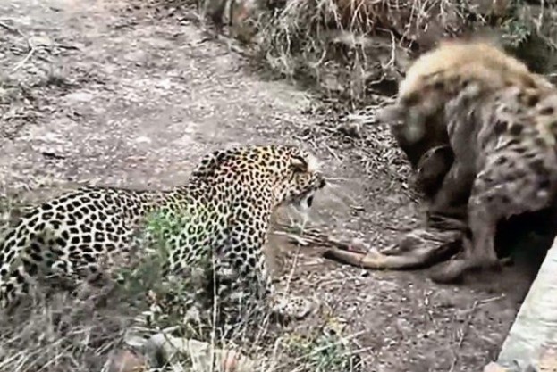 Clip: Màn "kéo co", tranh giành con mồi cực gắt giữa báo hoa mai và một con linh cẩu máu lạnh