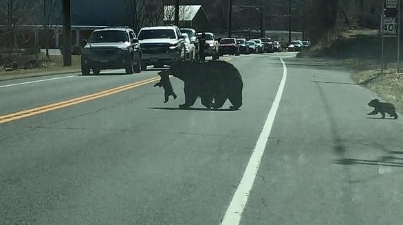 Clip: Bi hài câu chuyện gấu mẹ chật vật "xách cổ" đàn con băng qua đường cao tốc