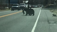 Clip: Bi hài câu chuyện gấu mẹ chật vật "xách cổ" đàn con băng qua đường cao tốc