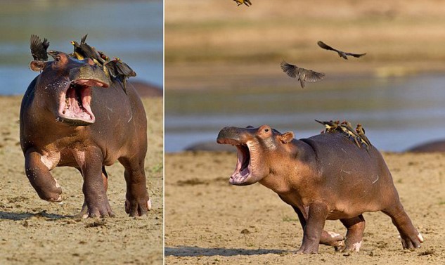 Khoảnh khắc hà mã con cảm thấy bất lực, "tấm chiếu mới" hà mã khóc lóc thảm thiết khi bị đàn chim nhỏ bám lên lưng