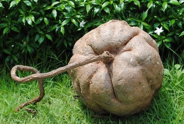 Ông nông dân đào được củ sắn dây 400 kg sau ngôi nhà cổ, hóa ra là kho báu tiền tỷ, lập tức giàu sau 1 đêm!