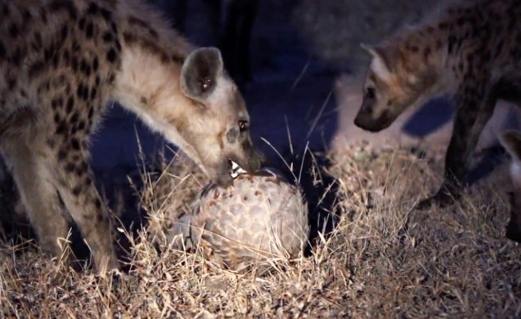 Clip: Bầy linh cẩu hung dữ lao vào cấu xé cũng phải "chào thua" trước loài sinh vật bé nhỏ nhưng kiên cường này