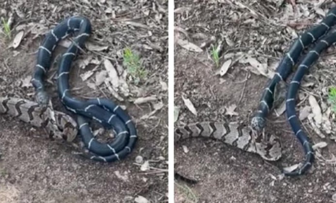 Clip: Đi nhận thư, người đàn ông chứng kiến cảnh tượng kinh hoàng