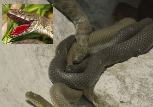 Kẻ săn mồi hoàn toàn bị đánh lừa trước loài rắn có cách tự vệ tinh quái: Lẽ lưỡi, hộc máu giả chết
