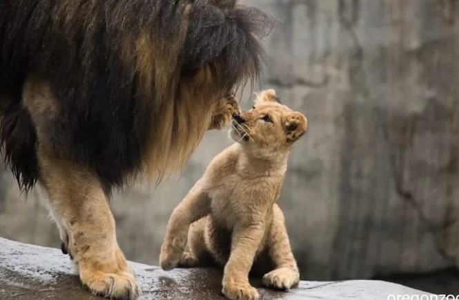 Clip: Biểu cảm đắt giá của đàn sư tử con lần đầu tiên gặp bố