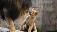 Clip: Biểu cảm đắt giá của đàn sư tử con lần đầu tiên gặp bố