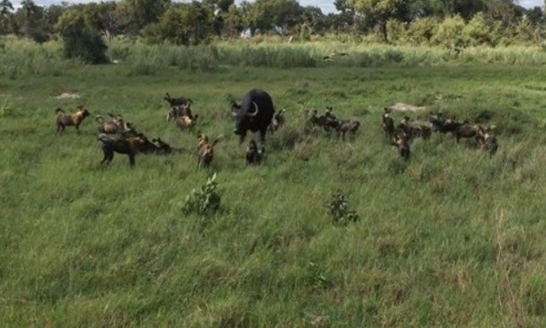 Clip: Trâu rừng bất lực nhìn trâu con bị bầy chó hoang châu Phi hung hãn hạ gục