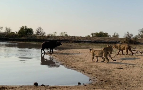 Clip: Quyết định mang tính bước ngoặt của trâu rừng khi phải đối đầu với đàn sư tử "khát máu"