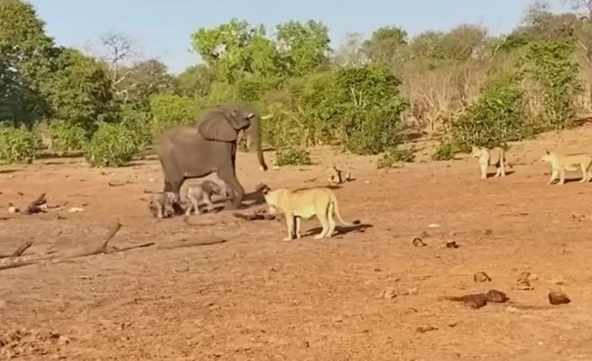 Clip: Voi mẹ điên cuồng bảo vệ con song sinh dưới nanh vuốt sư tử và cái kết bất ngờ