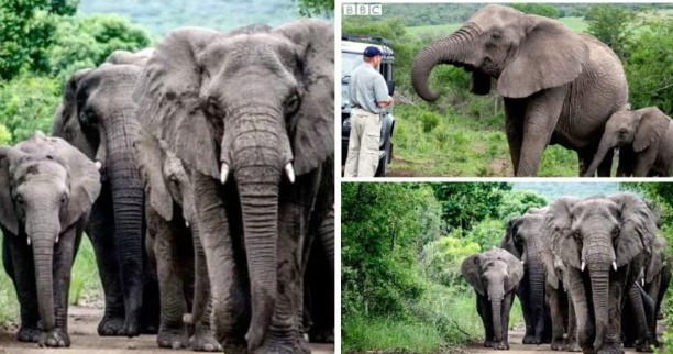 Đàn voi đi bộ hơn 12 tiếng để dự đám tang người đã nuôi dưỡng