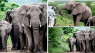 Đàn voi đi bộ hơn 12 tiếng để dự đám tang người đã nuôi dưỡng