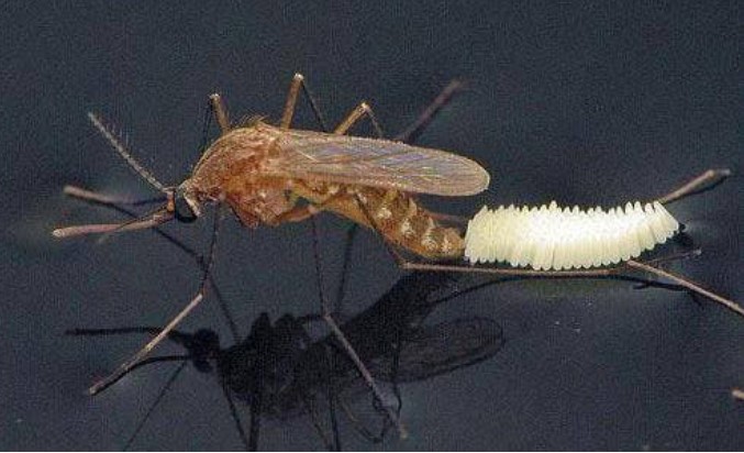 Nhang muỗi không phải là thứ đáng sợ nhất của muỗi? Dạy cho bạn một thủ thuật mới an toàn, muỗi tự động biến mất