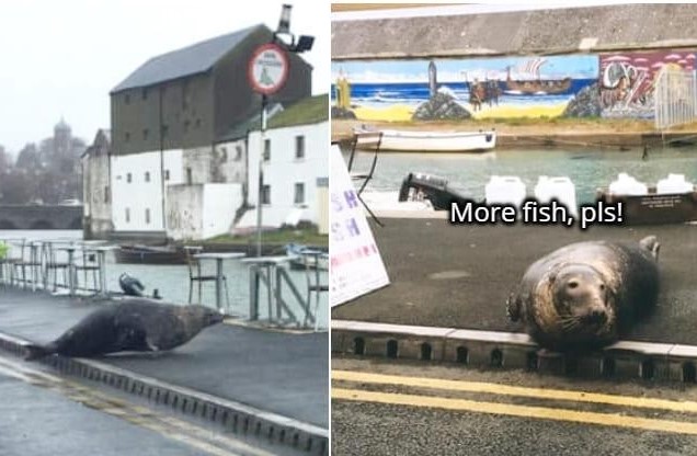 Clip: Vị khách "chất chơi": Sống dưới đáy biển nhưng ngày nào cũng phải trèo lên bờ để đi ăn nhà hàng