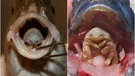 Loài ký sinh trùng đáng sợ: Chui vào miệng cá ăn lưỡi cá rồi thay thế