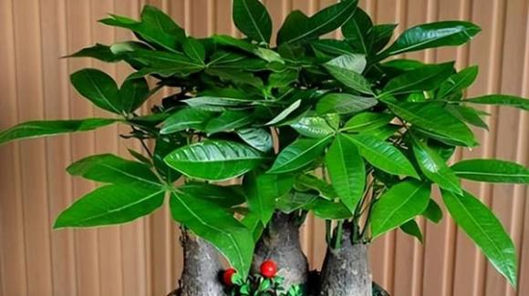 6 loại cây trồng trong nhà vừa giúp không khí trong lành, vừa mang lại may mắn tài lộc, rất đáng sở hữu